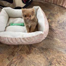 Pomeranian Puppies from Parti Time Pomeranians