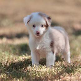 Miso - Red merle male Toy Australian Shepherd puppy in Georgetown, Texas from Minikin Manor