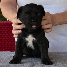 Green Collar R - Black male Cane Corso puppy in Paris, Texas from Knucklehead Cane Corso