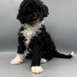Bordoodle and Goldendoodle Puppies from Veterans Doodles