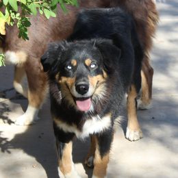 Senna - Australian Shepherd