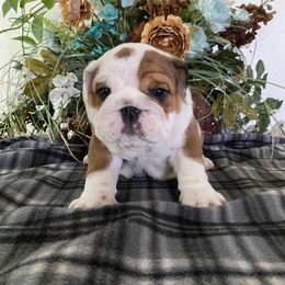 Bulldog Puppies from High Mountain Family Bulldogs