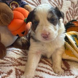 Don Julio - White and red male Border Collie puppy in Mckinney, Texas from Border Collies of Ruidoso