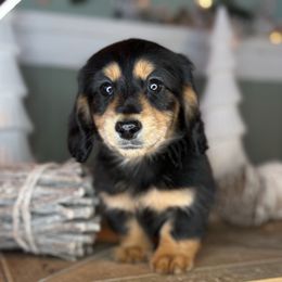 Peach Pie - Black and tan male Dachshund puppy in Ava, Missouri from Beaver Creek Kennels
