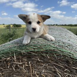 Hoppy - White and red female Pembroke Welsh Corgi puppy in Godley, Texas from Bradley Kennels
