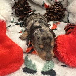 Boy 1 - Dapple male Dachshund puppy in Murrieta, California from DachshyVerse