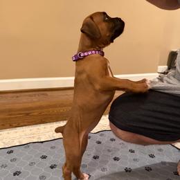 Molly - Fawn female Boxer puppy in Garland, North Carolina from Magen's Boxers