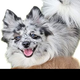 Aphrodite - Pomeranian