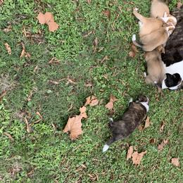 Cardigan Welsh Corgi Puppies from Penfro Corgis