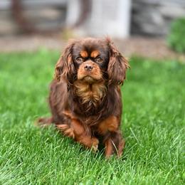 Bean - Cavalier King Charles Spaniel