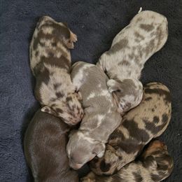 Dachshund Puppies from Christian Perez
