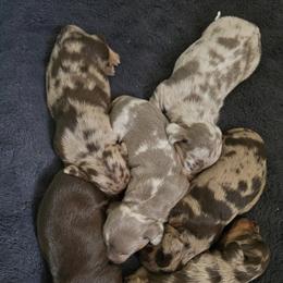 Dachshund Puppies from Christian Perez