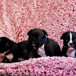 French Bulldog Puppies from FrenchieBnB