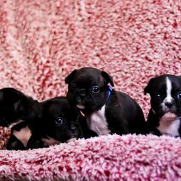 French Bulldog Puppies from FrenchieBnB