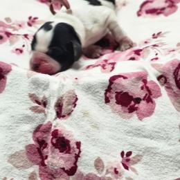 Almond Joy - Black and white female English Springer Spaniel puppy in Westover, Maryland from Sterling's springer Haven