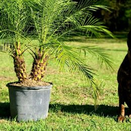 Cane Corso from Armonno Cane Corso