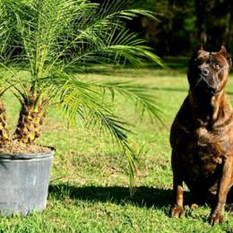 Cane Corso from Armonno Cane Corso