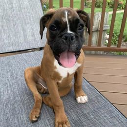 Boxers from Euro-Prime Boxers