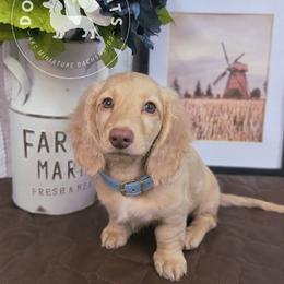 Freddie - Dachshund