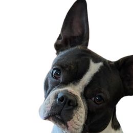 Candi - Boston Terrier