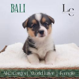 Bali - Black and tan female Pembroke Welsh Corgi puppy in Pine Village, Indiana from NL Horsemanship