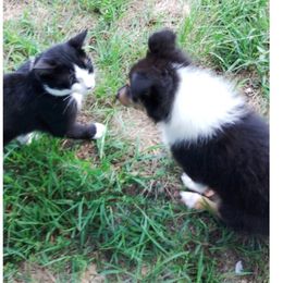 Old Time Scotch Collies from One Willow Farm