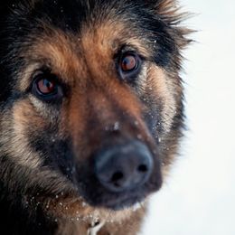 Voss - German Shepherd