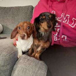Dachshund Puppies from Barkvenger Dachshunds