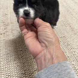 River - Black and white female Pomsky puppy in Cave Creek, Arizona from Arizona Luxury Pomskies