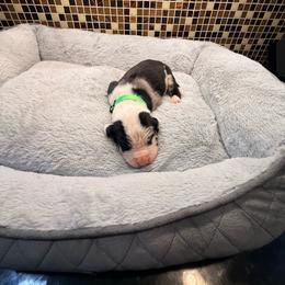 Neon green - Harlequin male Great Dane puppy in Ider, Alabama from Sand Mountain Danes LLC