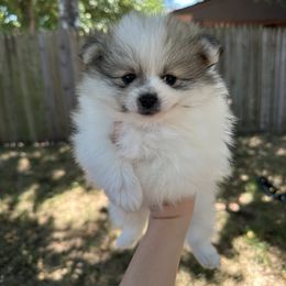 Pomeranian Puppies from Okie Poms