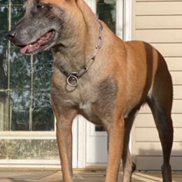 Belgian Malinois from Patriotk9llc