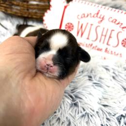 Holly - Red and white female Shih Tzu puppy in Vernon, New Jersey from Calta’s Cute Shih Tzu