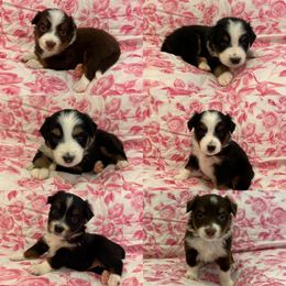 Miniature Australian Shepherd Puppies from All That Auss Mini Aussies