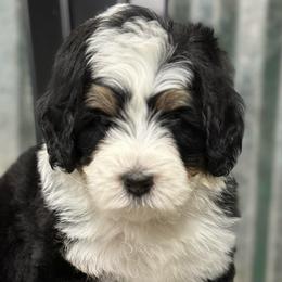 Chevy - Tri-color male Bernedoodle puppy in El Campo, Texas from Little Fur Friends Bernedoodles