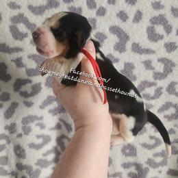 Red collar - Black white and brown female Basset Hound puppy in Alton, Illinois from Show Me Great Danes and Basset Hounds