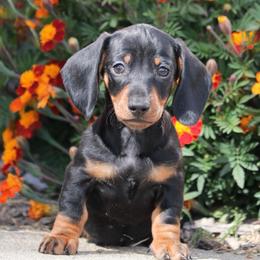 Binx - Black and tan male Dachshund puppy in Red Bud, Illinois from Midwest Miniature Dachshunds