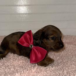 Dachshund Puppies from Wiggle Weens
