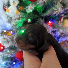 Rowan - Black and tan male Dachshund puppy in Pasco, Washington from G & G Kennel