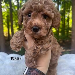 Bear - Red  male Poodle puppy in Traverse City, Michigan from Riyem Wildflower Farms