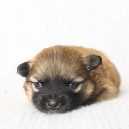 Chihuahuas and Pomeranians from PNW Designer Toy Breeds