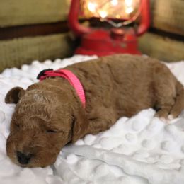 Poodle Puppies from Red Barn Moyen Poodles