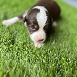 Tonks - Black & white female Miniature American Shepherd puppy in Troy, Ohio from Wiggle Wags Miniature American Shepherds