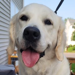 Reign - Golden Retriever