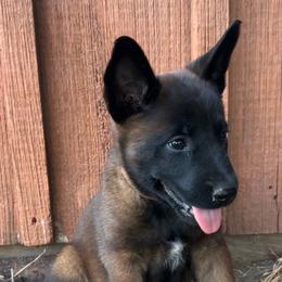 Brown - Fawn sable female Belgian Malinois puppy in Ellerbe, North Carolina from Grand Prix Kennel
