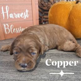 Copper - Red male Cockapoo puppy in Rutherford County, North Carolina from Simply Grace Farms