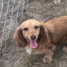 Bebe - Dachshund