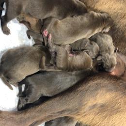 Dilute Retriever and Labrador Retriever Puppies from CKB Labradors