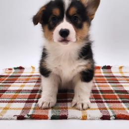 Coral - Black and tan female Pembroke Welsh Corgi puppy in Pine Village, Indiana from NL Horsemanship
