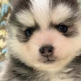 Birch - Tri-color male Pomsky puppy in Aberdeen, Idaho from Willow Creek Cresteds